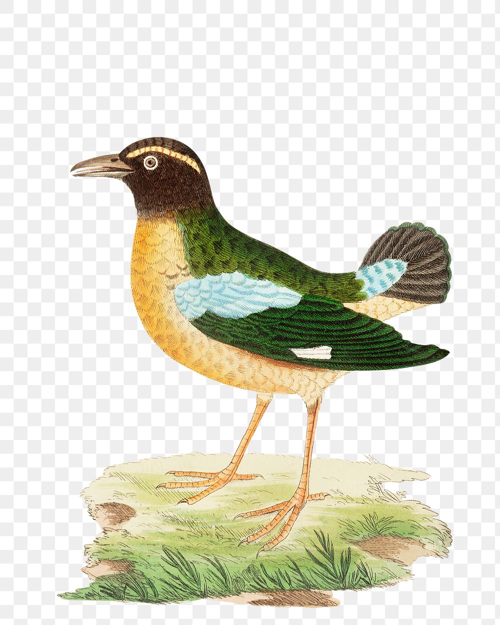 Png sticker green crow bird illustration 