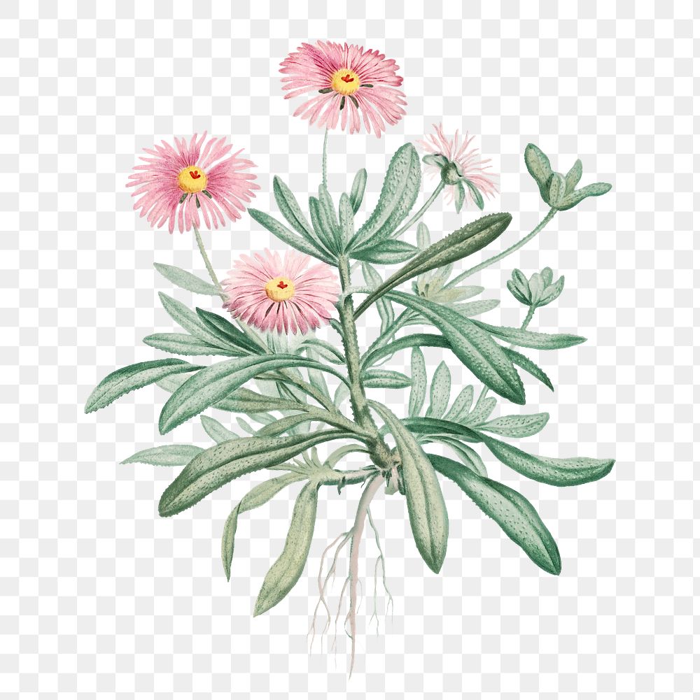 Hand drawn Mesembryanthemum Cuneifolium (Livingstone Daisy)