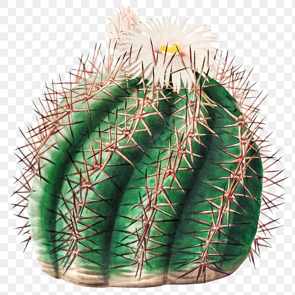 Vintage turk's head cactus design element