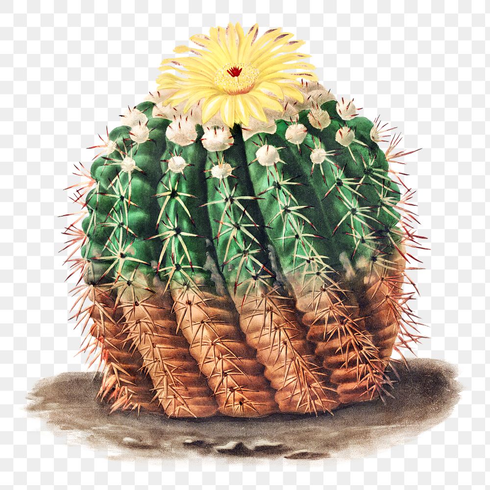 Vintage golden barrel cactus design element