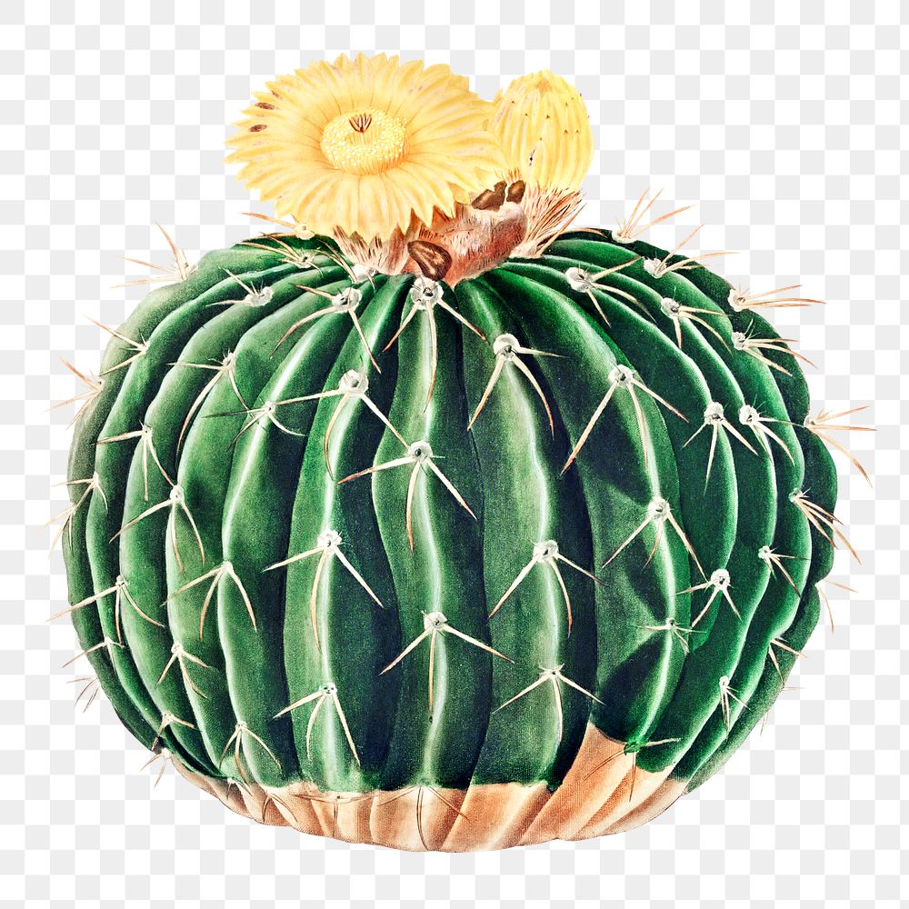 Vintage Parodia sellowii cactus design element