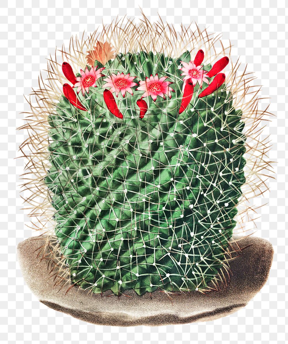Vintage black and white pincushion cactus design element