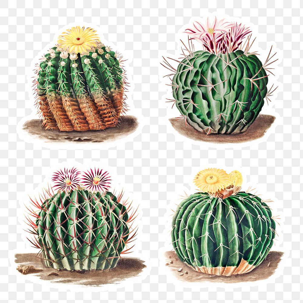 Vintage cactus sticker collection