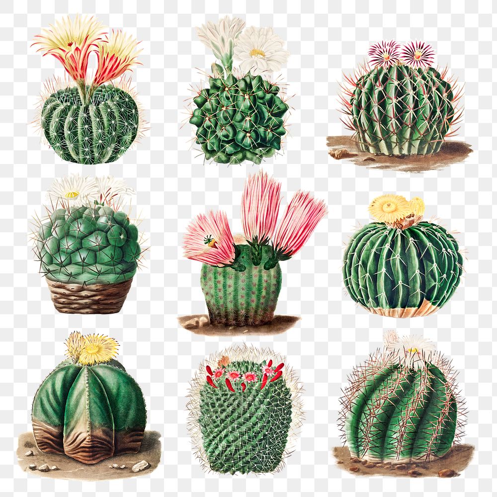 Vintage cactus collection