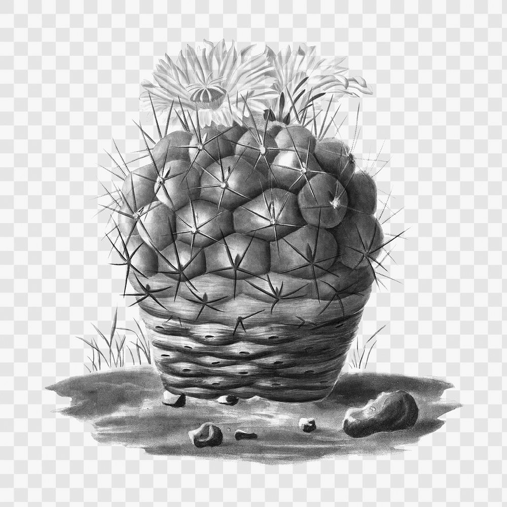 Vintage black and white Echinocactus hexaedrophorus cactus design element