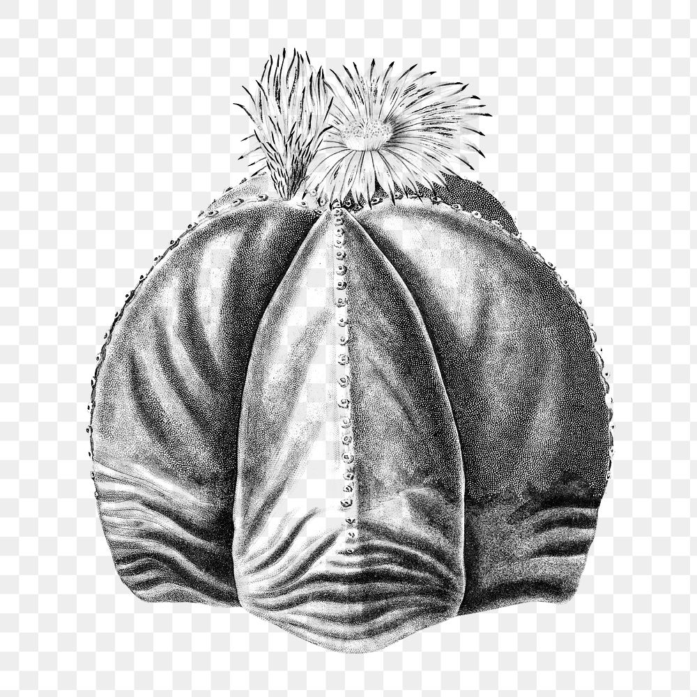Vintage black and white bishop's cap cactus design element