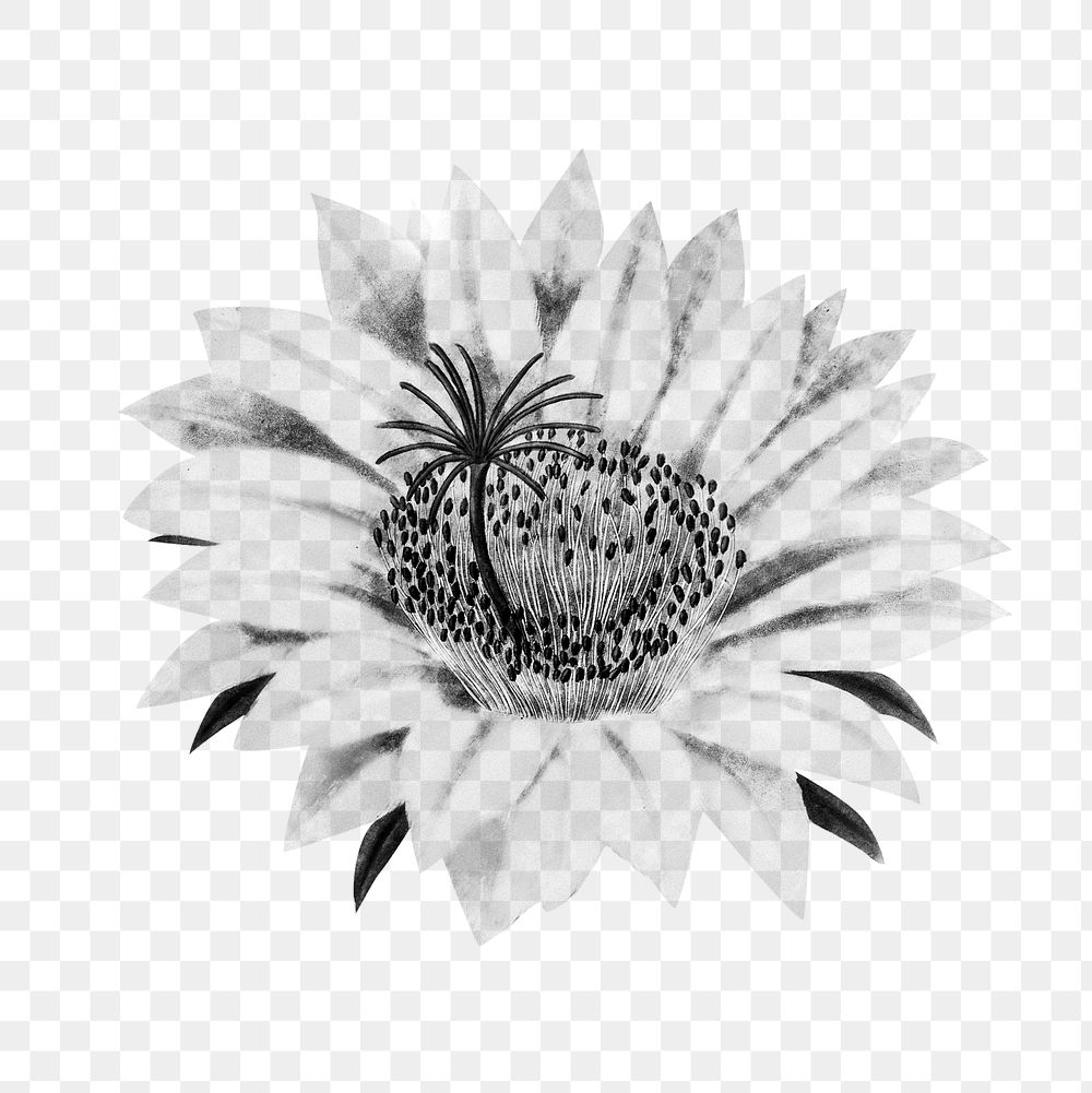 Vintage black and white lady of the night cactus flower design element