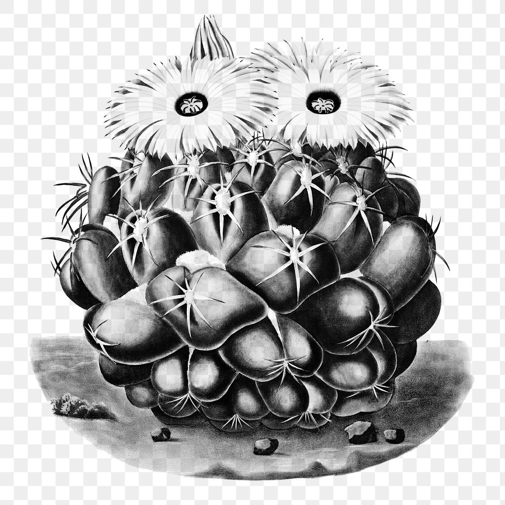 Vintage black and white elephant's tooth cactus design element