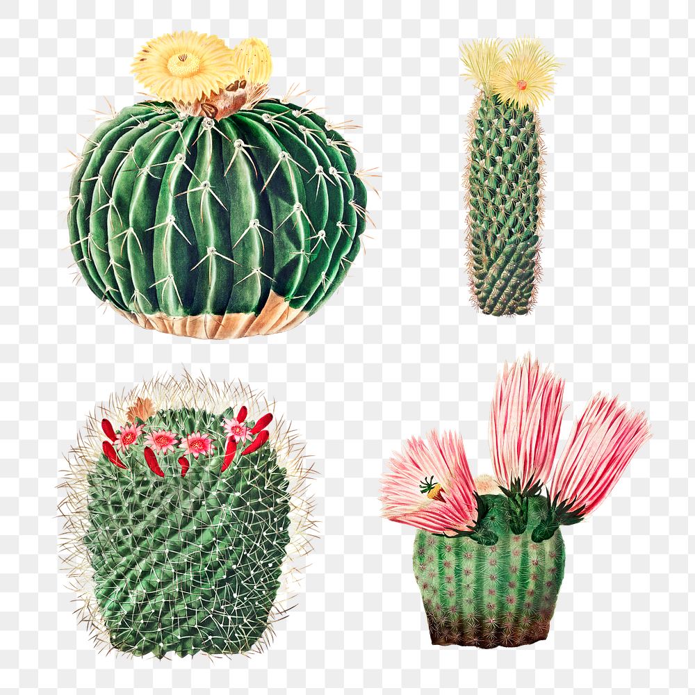Vintage cactus illustration set