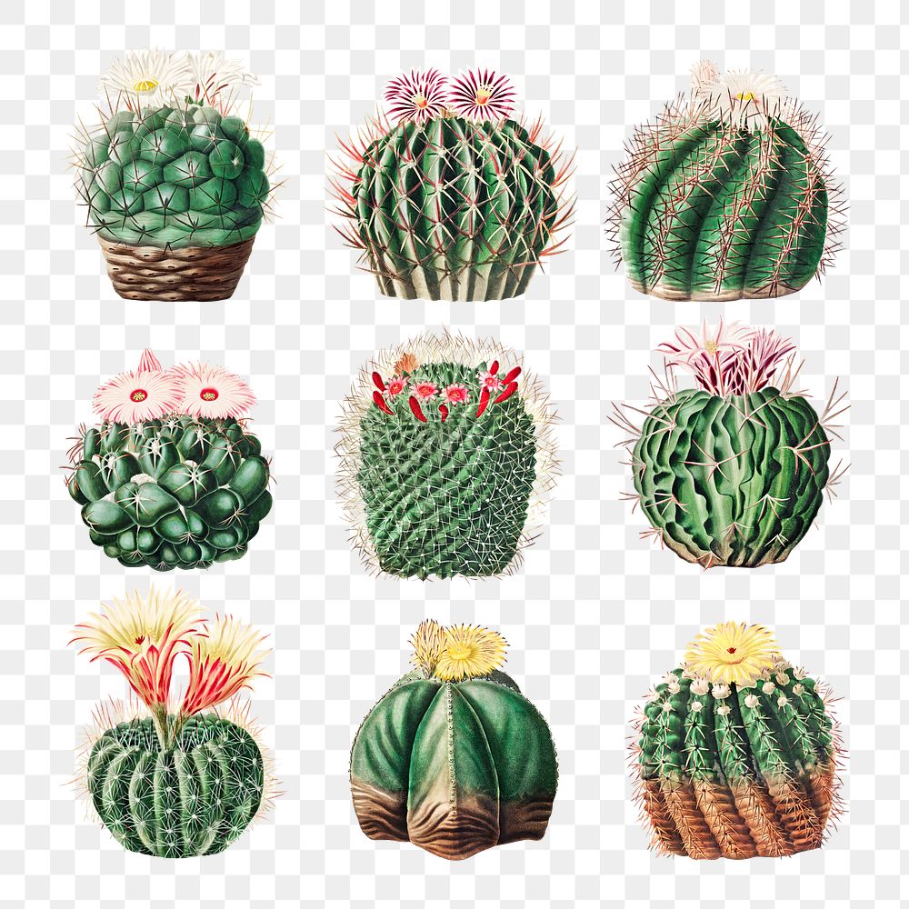 Vintage green cactus with flower illustration set