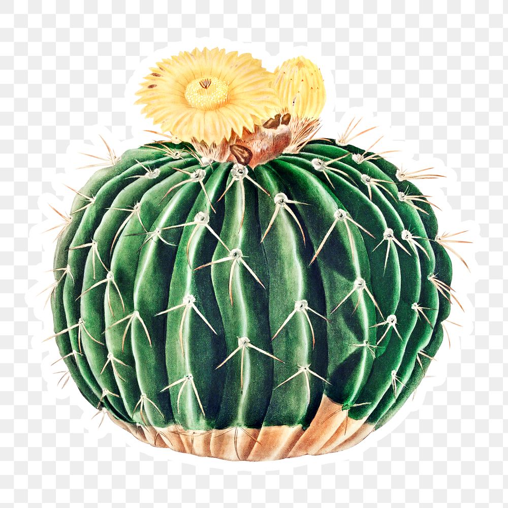 Vintage parodia sellowii cactus sticker with white border