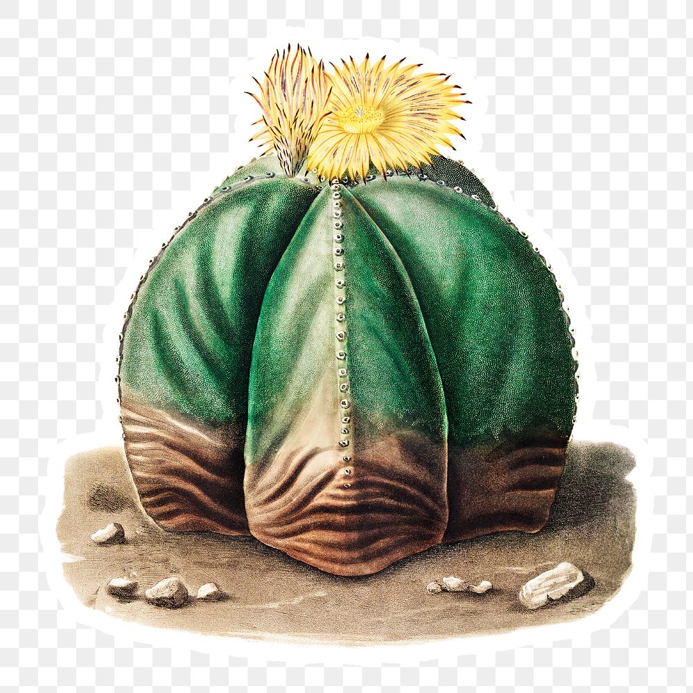 Vintage bishop's cap cactus sticker with white border