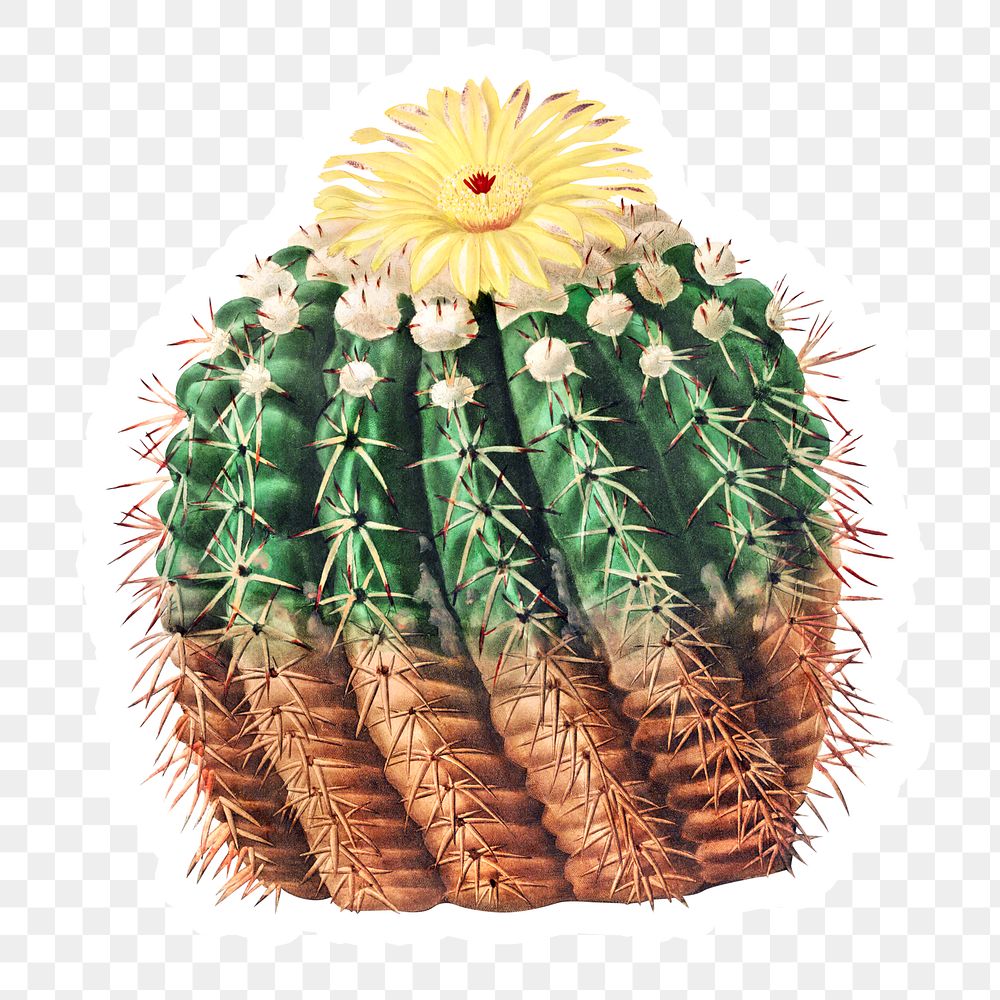 Vintage golden barrel cactus sticker with white border