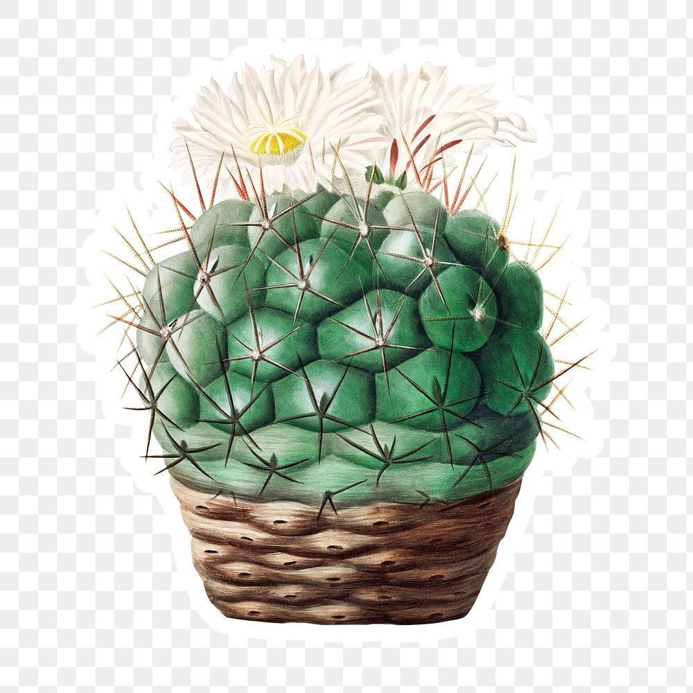 Vintage Echinocactus hexaedrophorus cactus sticker with white border