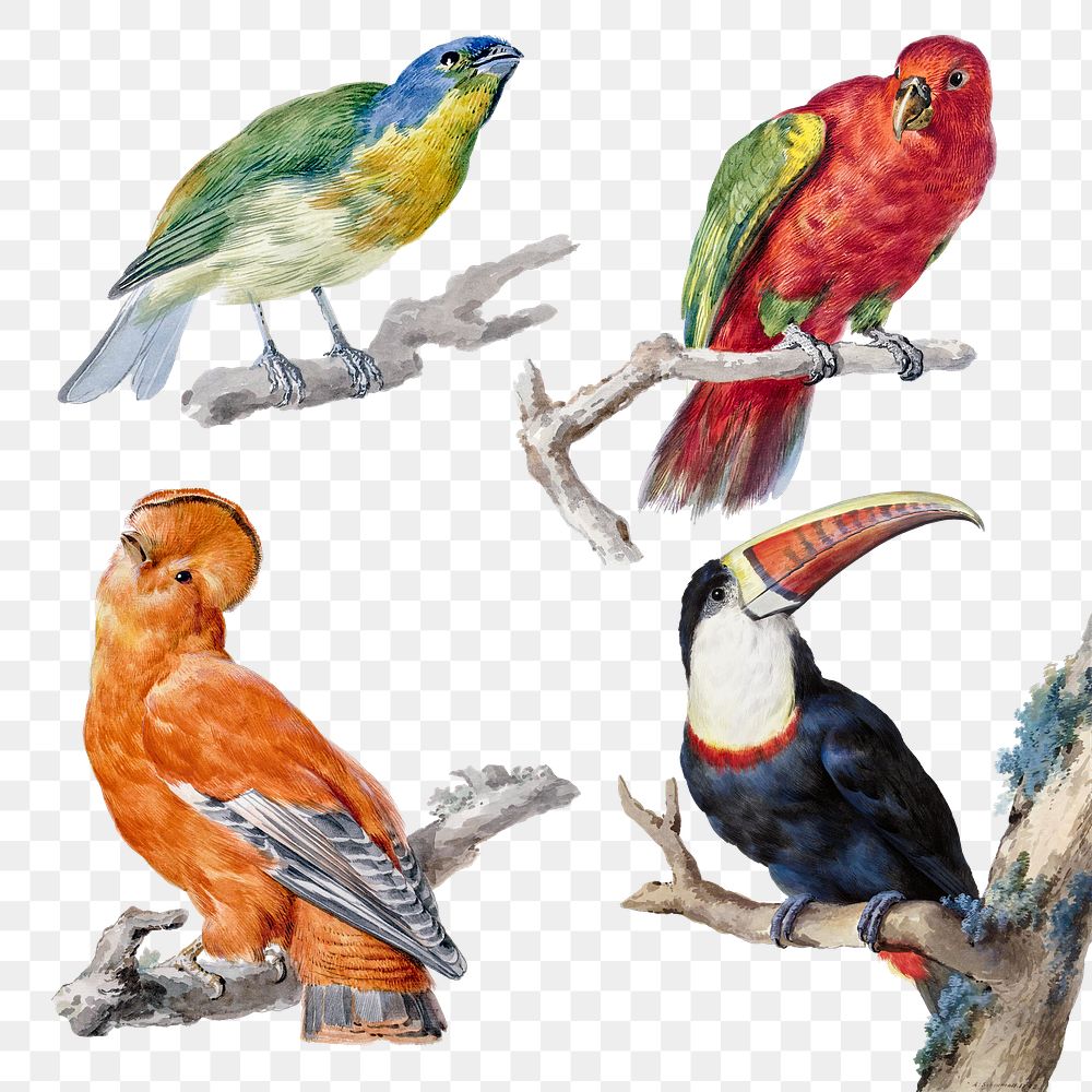 Vintage bird png illustration set, remixed from artworks by Aert Schouman