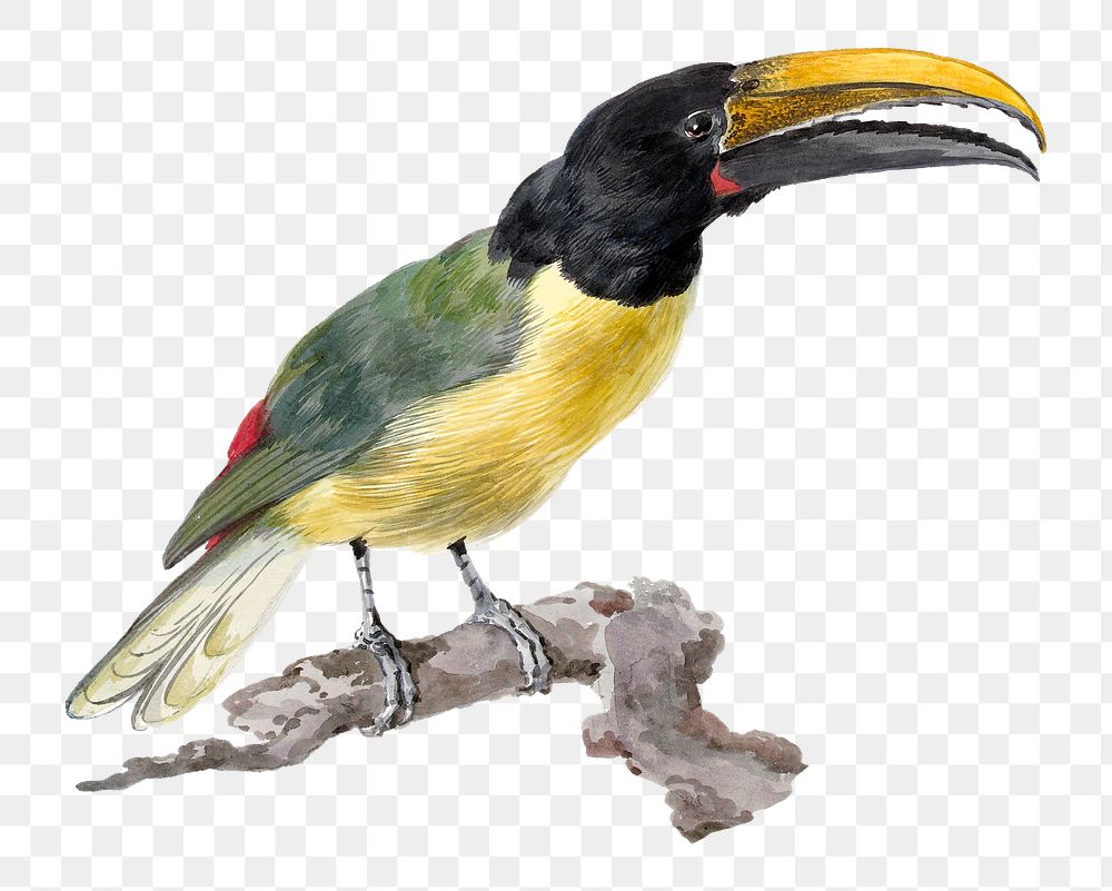 Wied's toucan png illustration, remixed from artworks by Aert Schouman