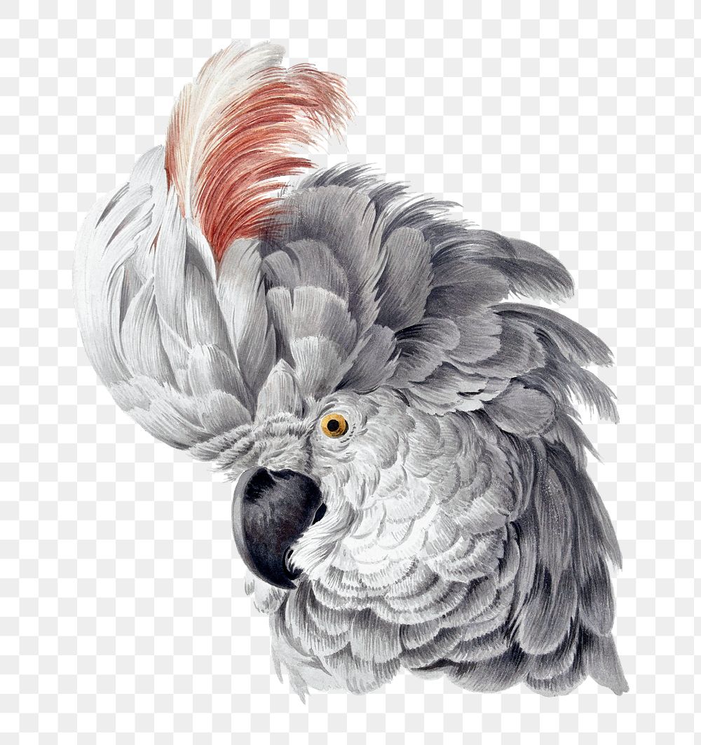 Cockatoo png illustration, remixed from artworks by Aert Schouman