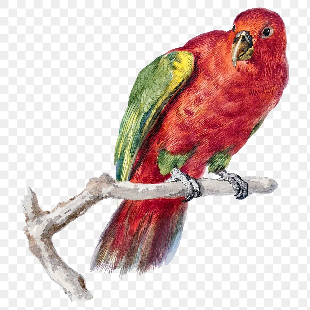 Red green parrot png illustration, remixed from artworks by Aert Schouman