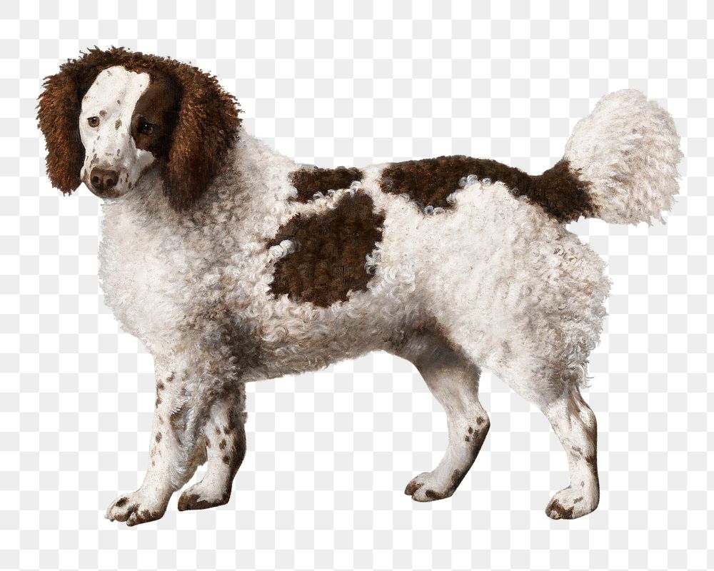 Png water spaniel dog illustration, remixed from artworks by George Stubbs