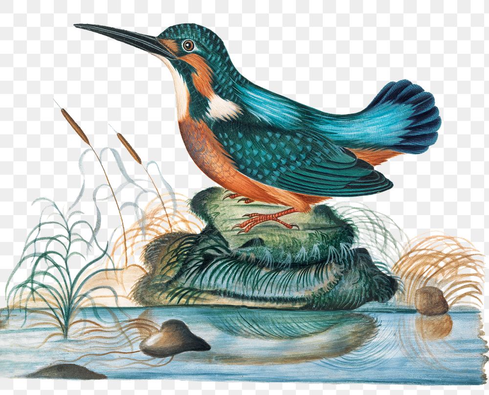 Kingfisher png sticker, vintage bird illustration, remixed from artworks by James Bolton