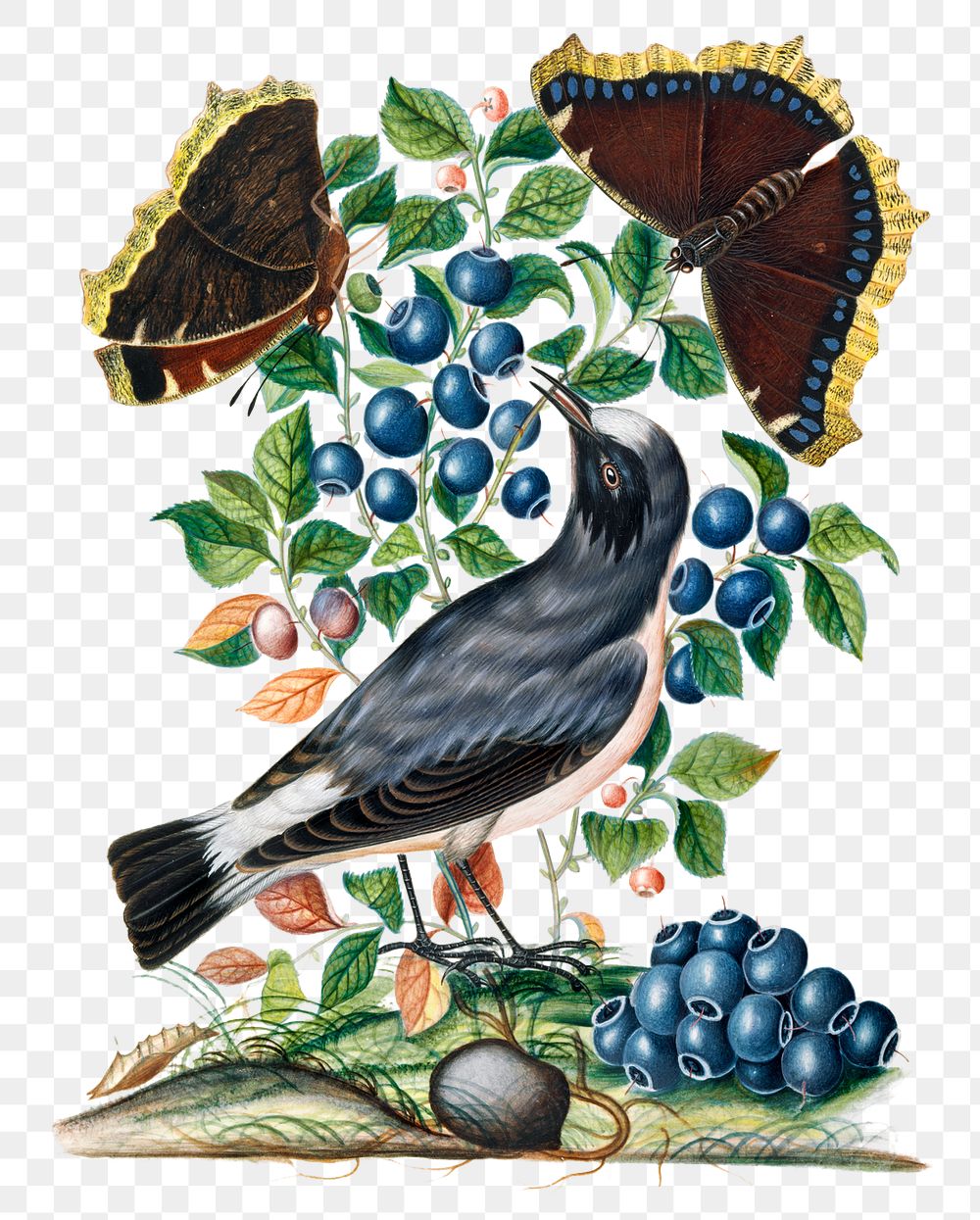 Bird png sticker, bilberry plant, watercolor painting, remixed from artworks by James Bolton