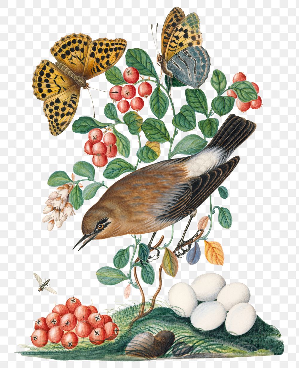 Bird, butterfly png sticker, cowberry plant, watercolor painting, remixed from artworks by James Bolton