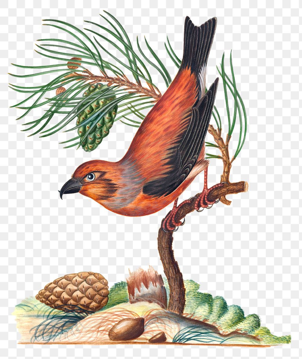 Bird png sticker, pine tree, watercolor painting, remixed from artworks by James Bolton