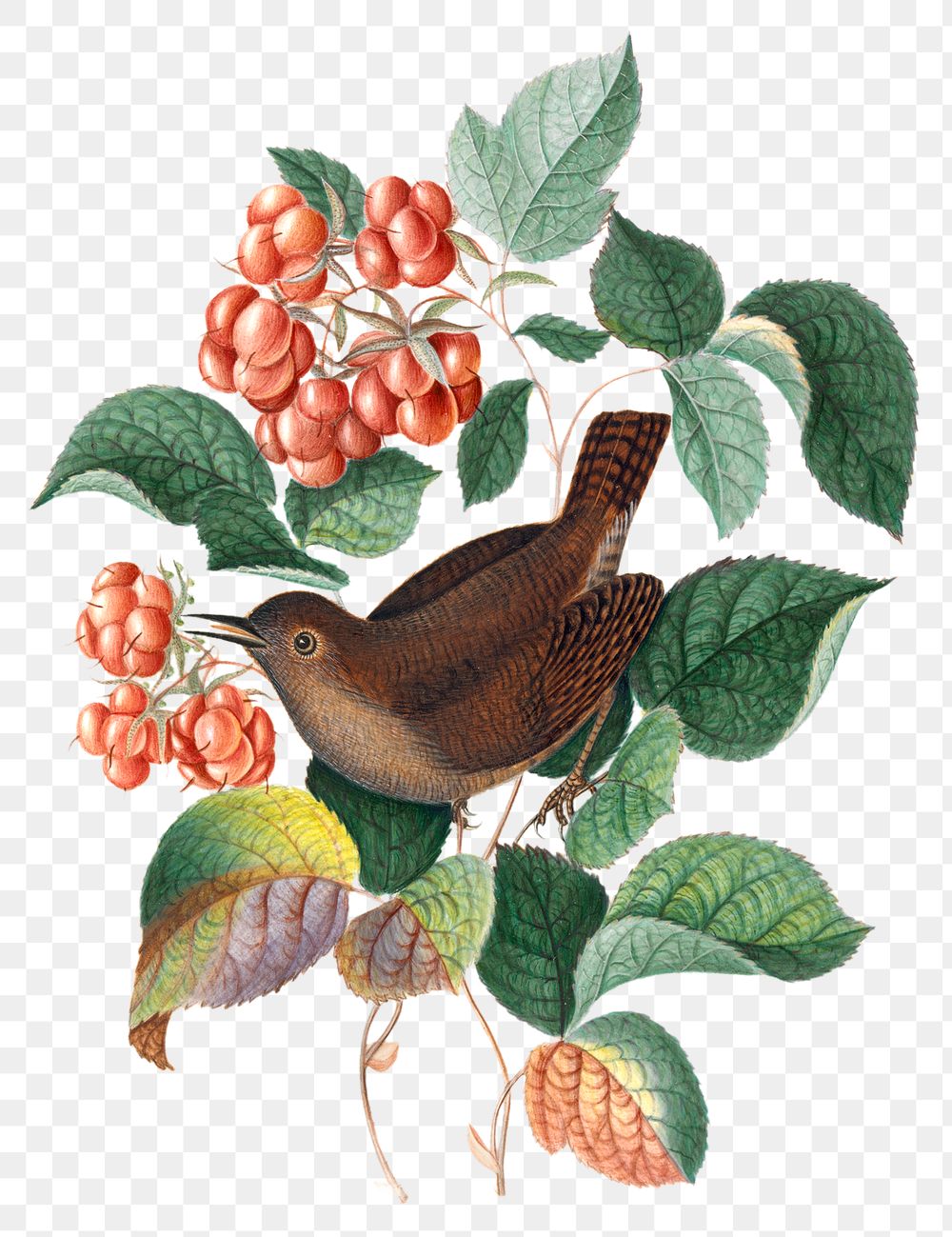 Bird png sticker, raspberry plant, watercolor painting, remixed from artworks by James Bolton