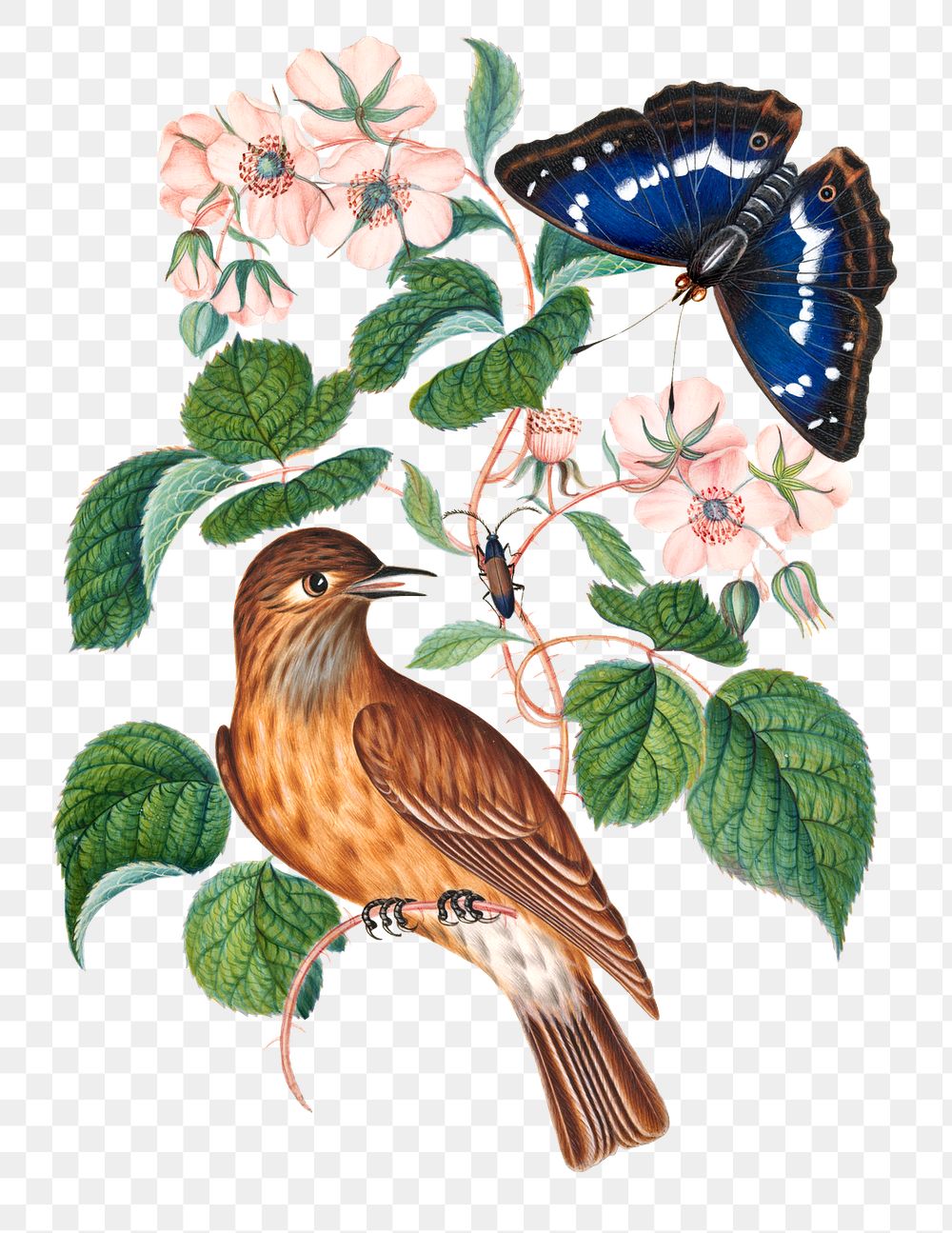 Bird, butterfly png sticker, botanical flower, watercolor painting, remixed from artworks by James Bolton