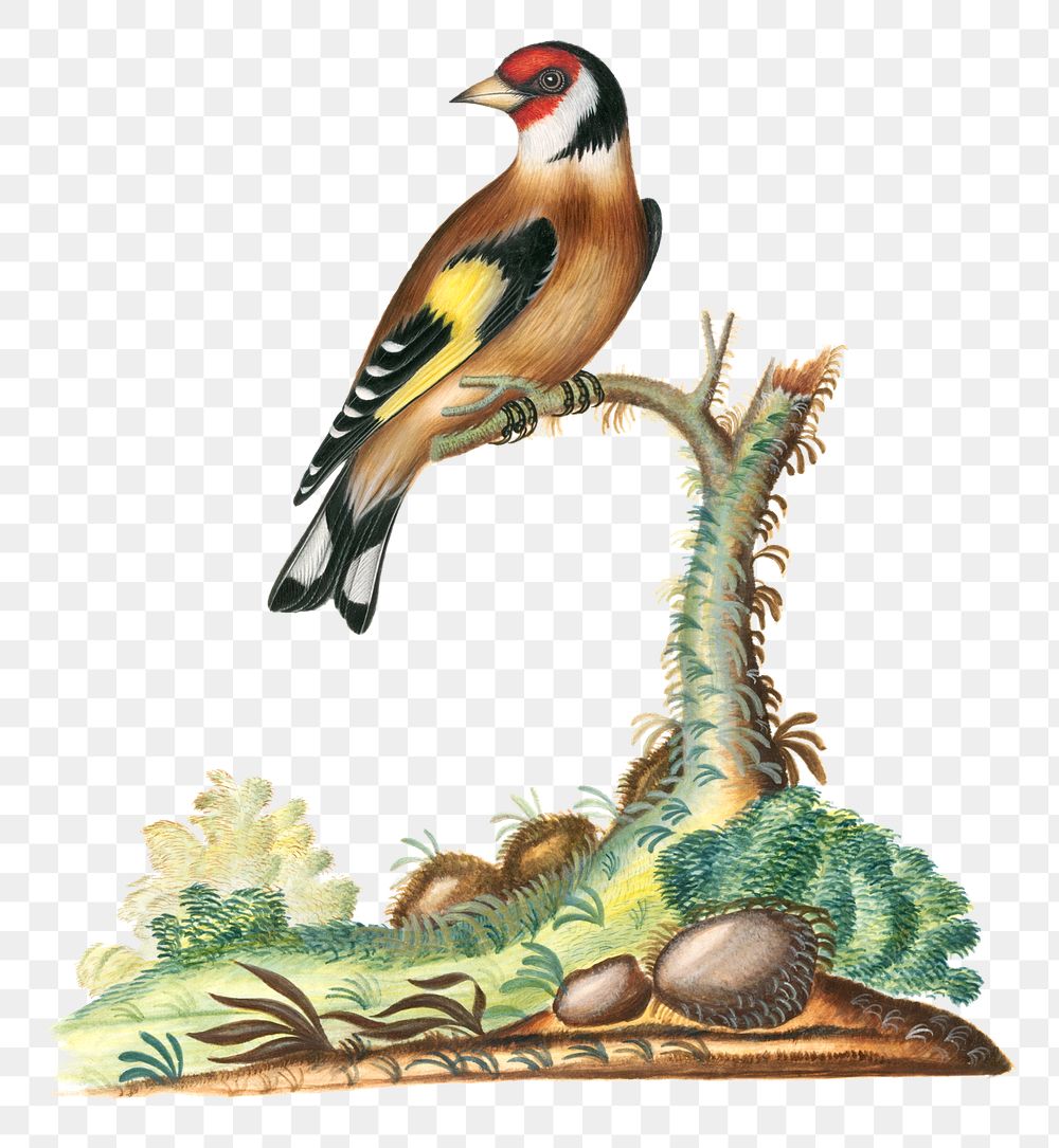 Goldfinch png sticker, vintage bird illustration, remixed from artworks by James Bolton