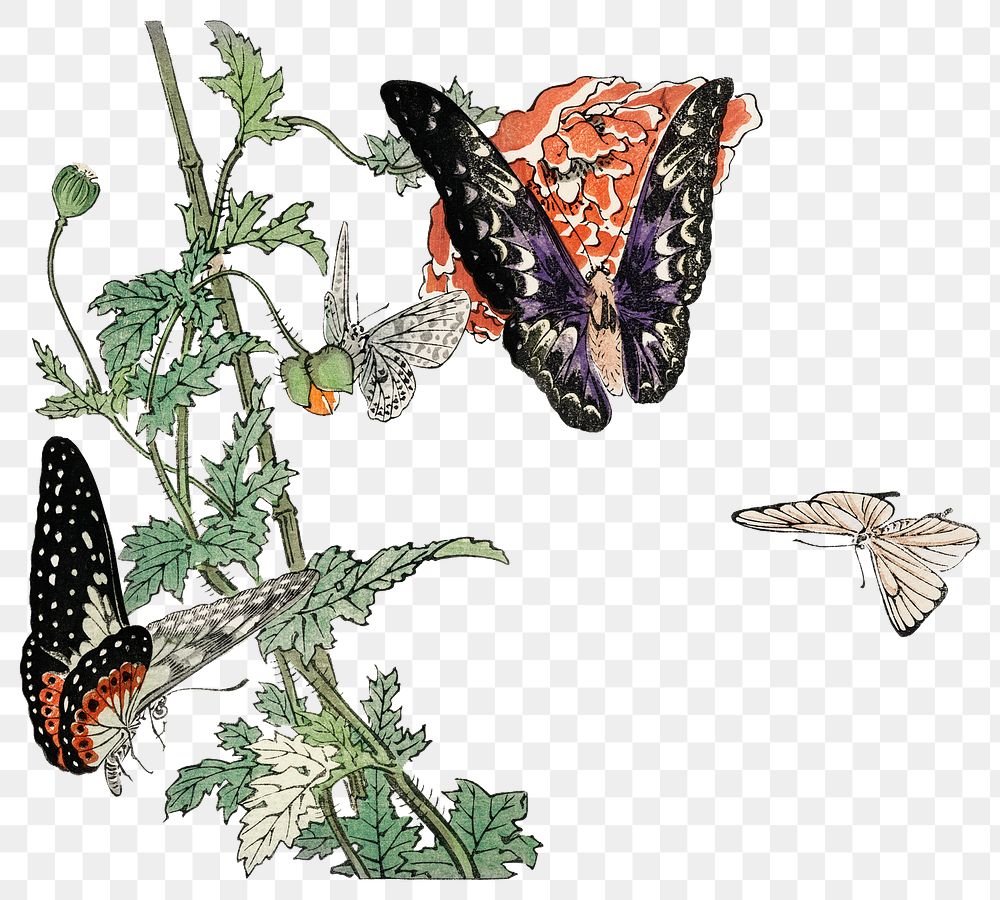 Monarch butterfly png sticker, vintage illustration, remix from the artwork of Morimoto Toko