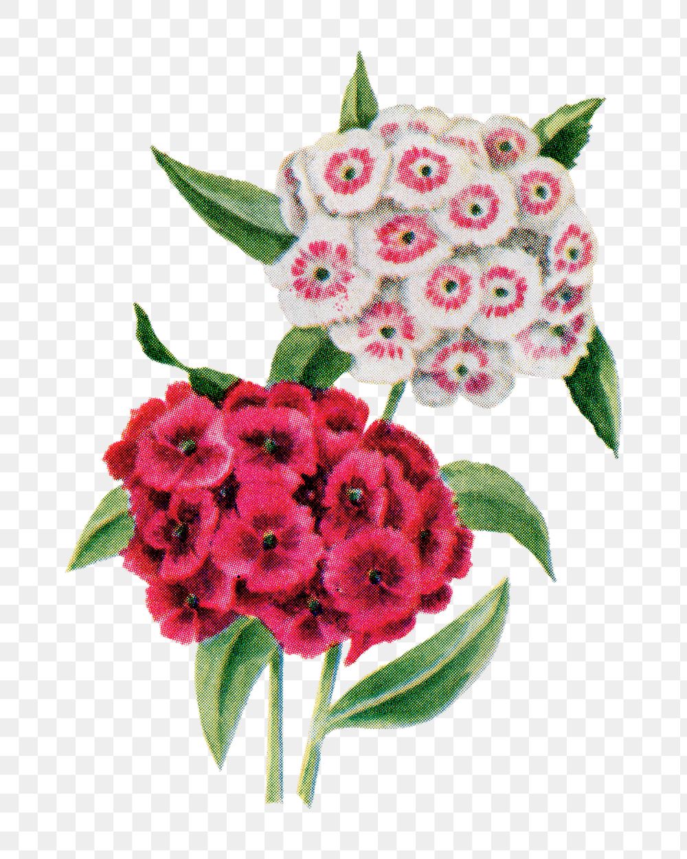 Sweet William flower png sticker, watercolor illustration, digitally enhanced from our own original copy of The Open Door to…