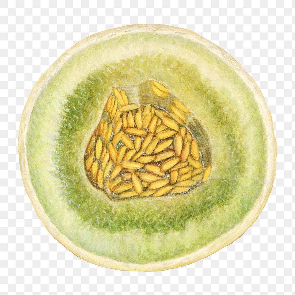 Vintage melon transparent png. Digitally enhanced illustration from U.S. Department of Agriculture Pomological Watercolor…