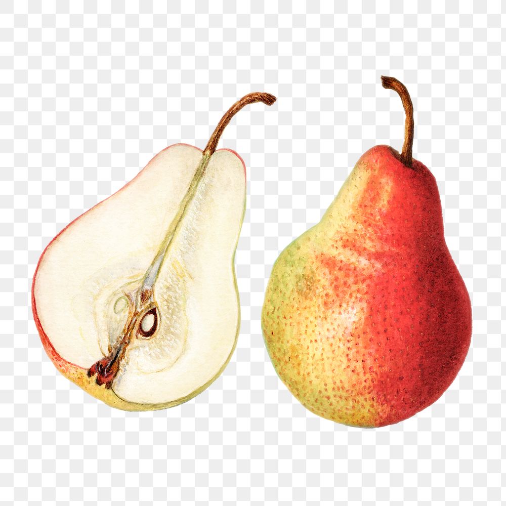 Vintage pears transparent png. Digitally enhanced illustration from U.S. Department of Agriculture Pomological Watercolor…