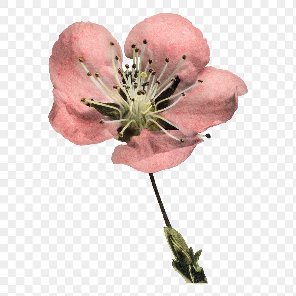 Vintage blooming flower transparent png. Digitally enhanced illustration from U.S. Department of Agriculture Pomological…