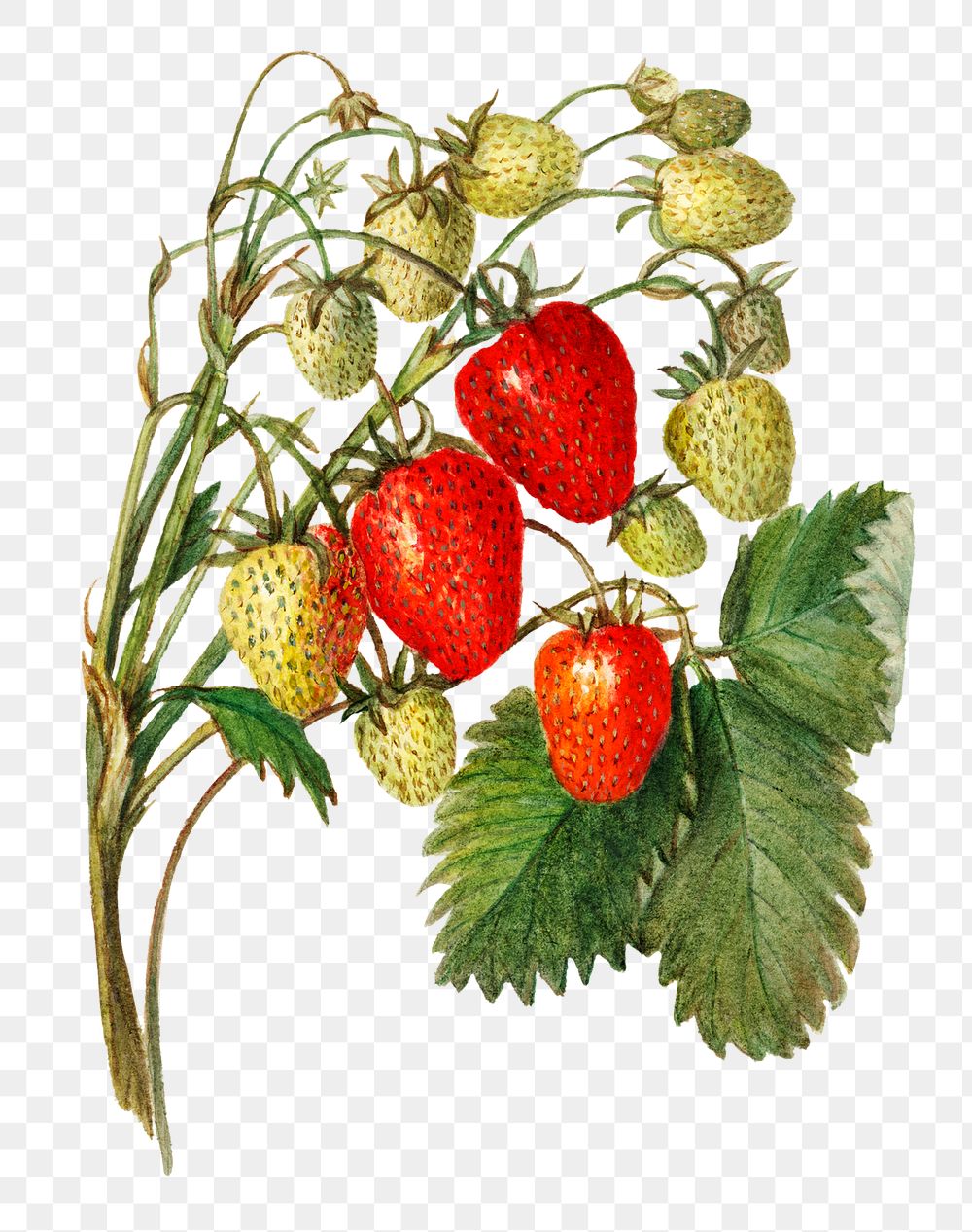 Vintage strawberries transparent png. Digitally enhanced illustration from U.S. Department of Agriculture Pomological…