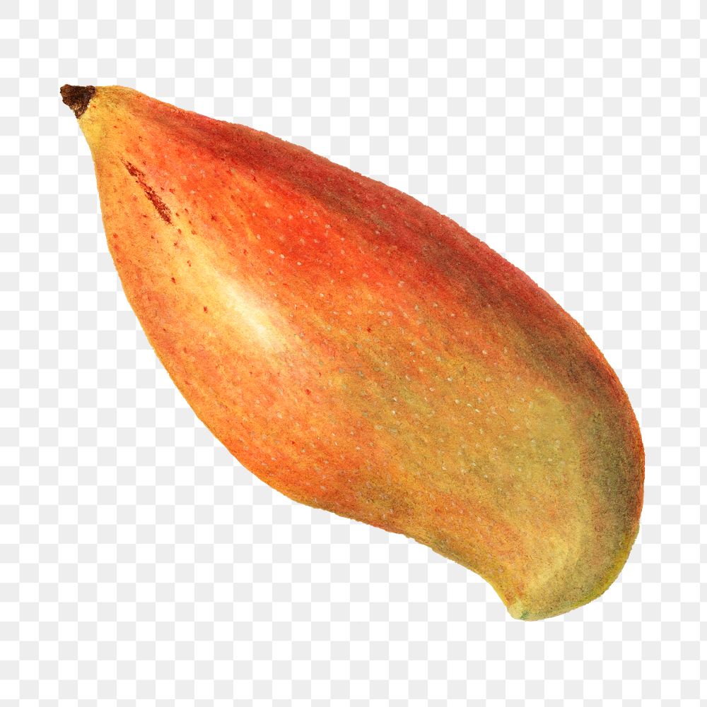 Vintage mango transparent png. Digitally enhanced illustration from U.S. Department of Agriculture Pomological Watercolor…