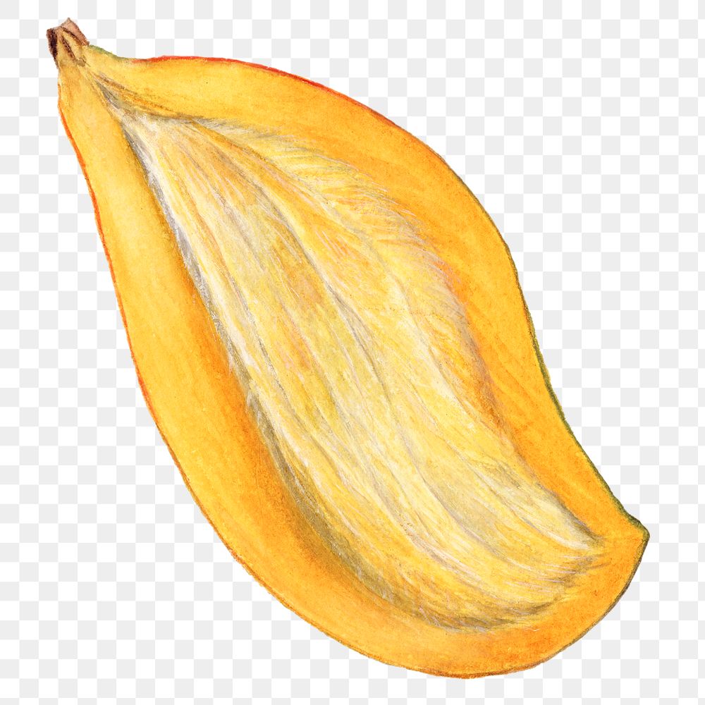 Vintage halved mango transparent png. Digitally enhanced illustration from U.S. Department of Agriculture Pomological…