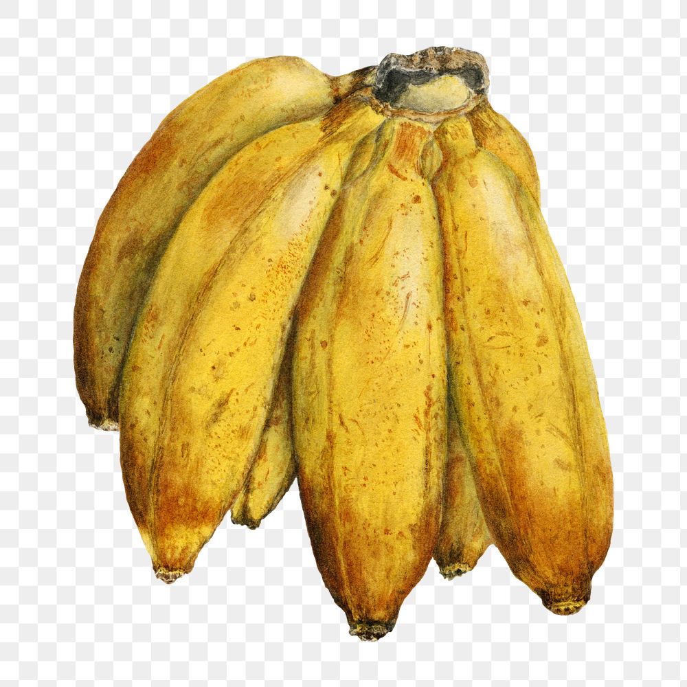Vintage bananas transparent png. Digitally enhanced illustration from U.S. Department of Agriculture Pomological Watercolor…