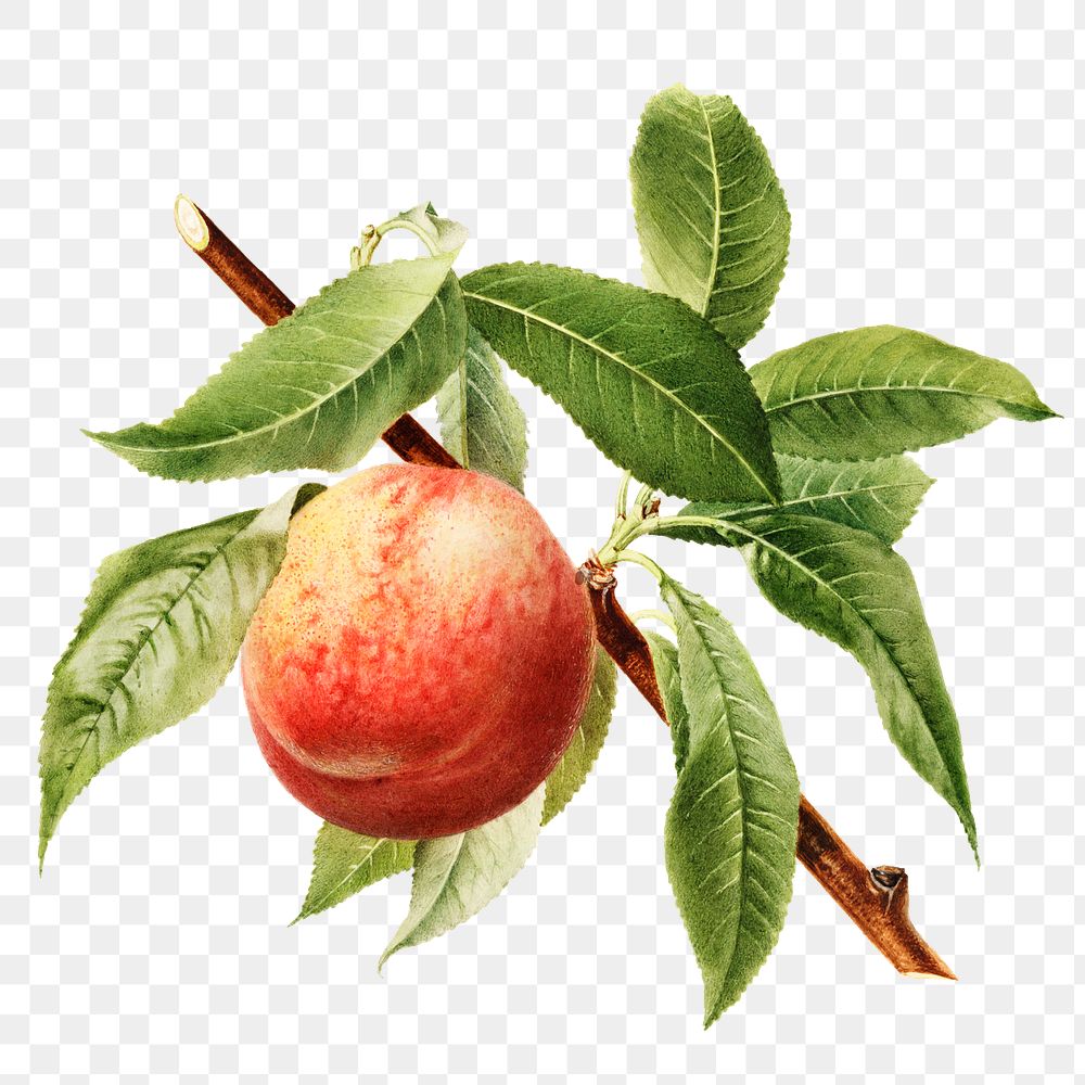 Vintage peach bough transparent png. | Premium PNG Sticker - rawpixel