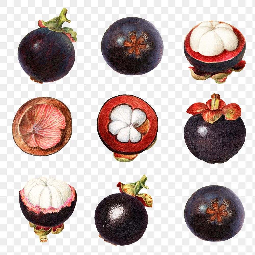 Hand drawn natural fresh mangosteen collection 