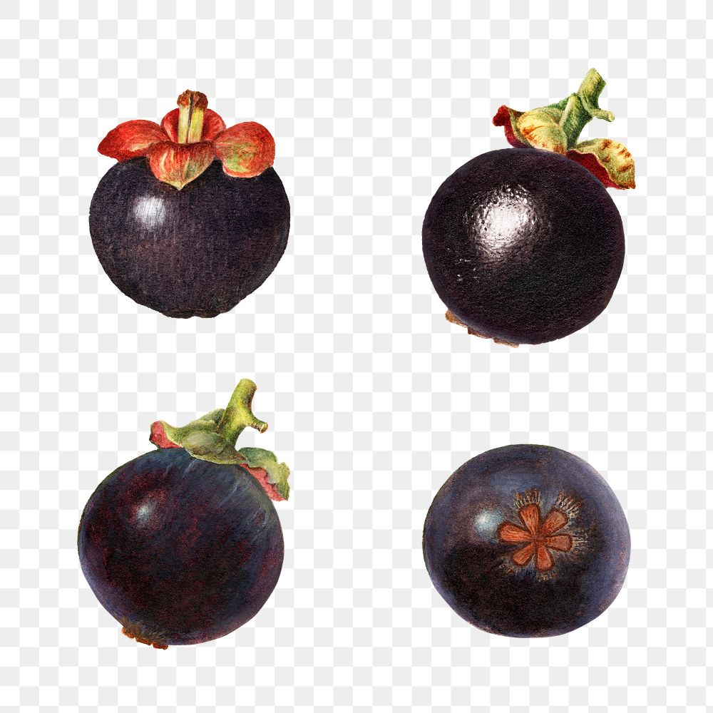 Hand drawn natural fresh mangosteen set