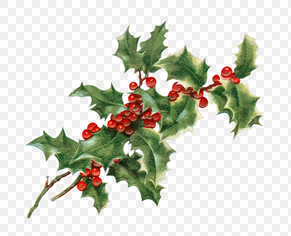 Festive holly leaves transparent png