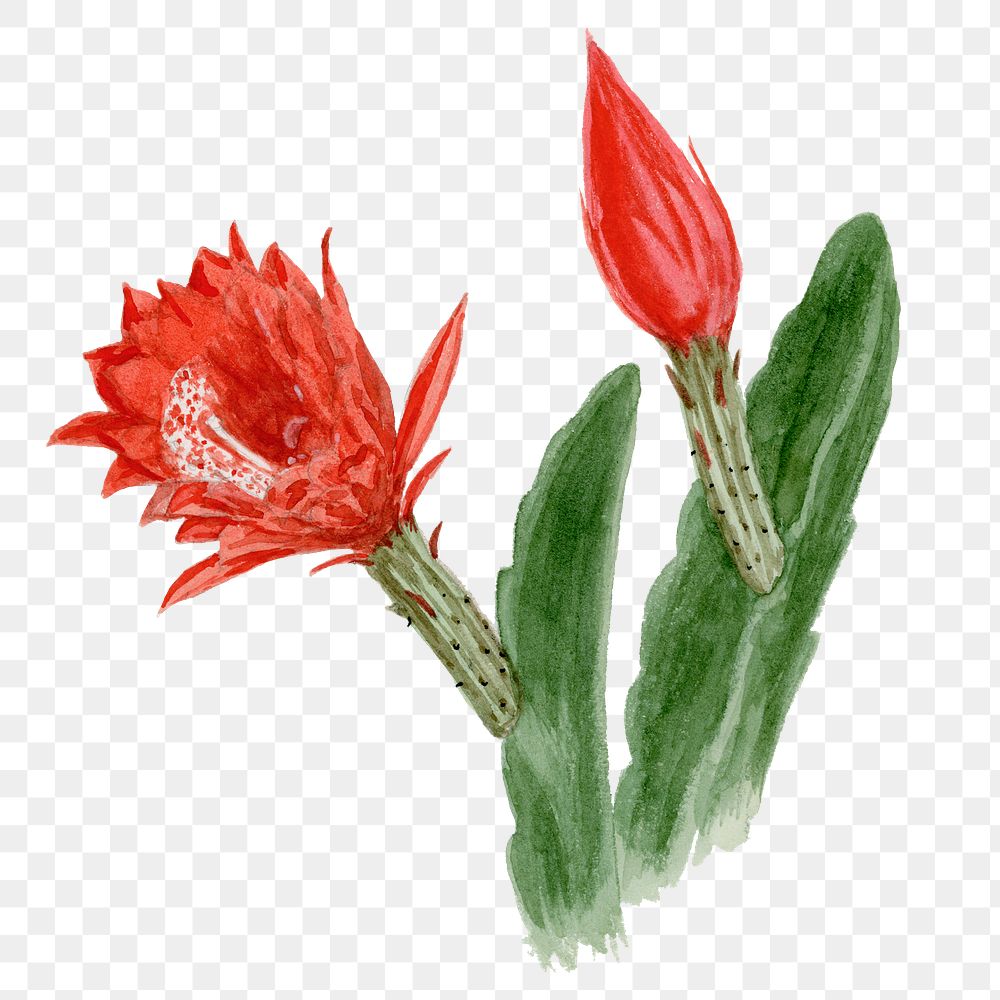 Orchid cactus png clip art, vintage botanical illustration