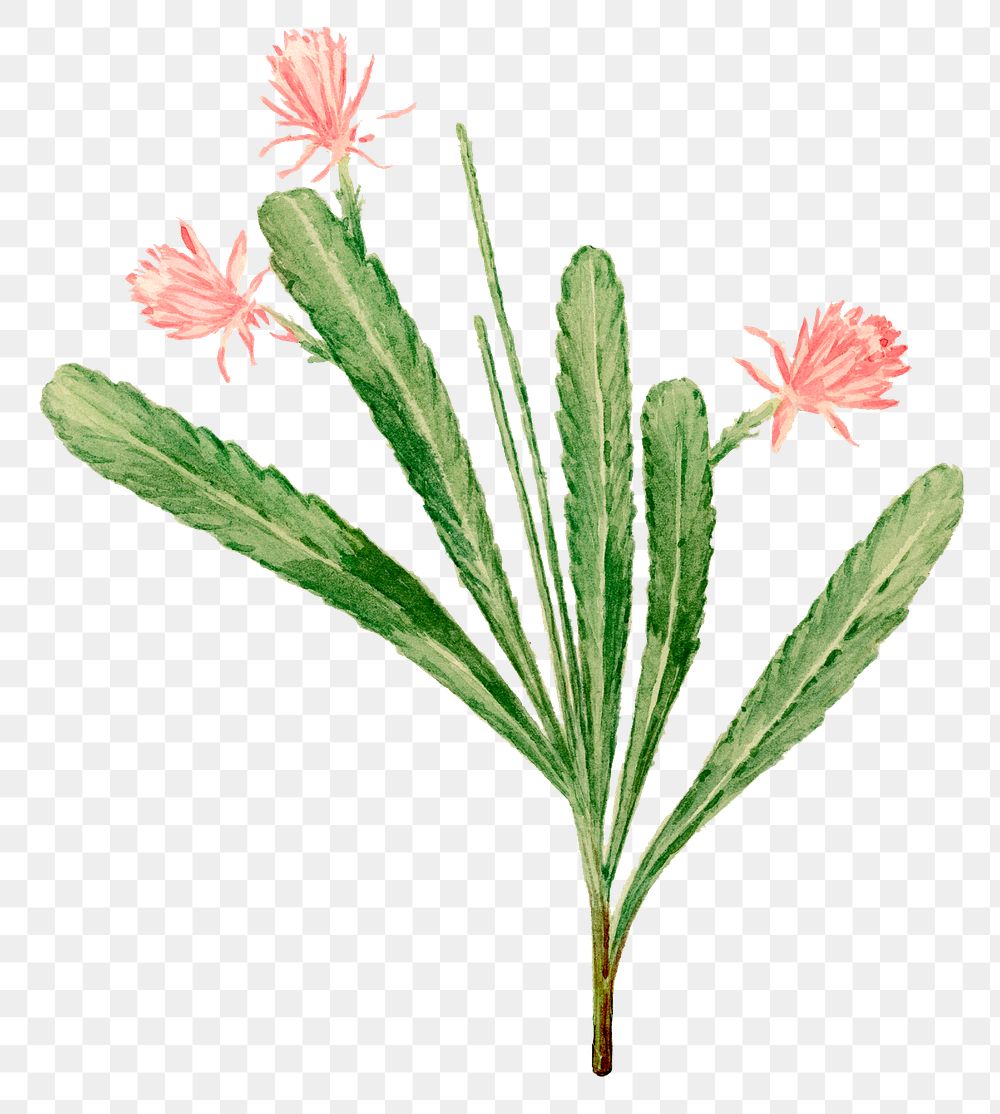 German empress cactus png clip art, vintage botanical illustration