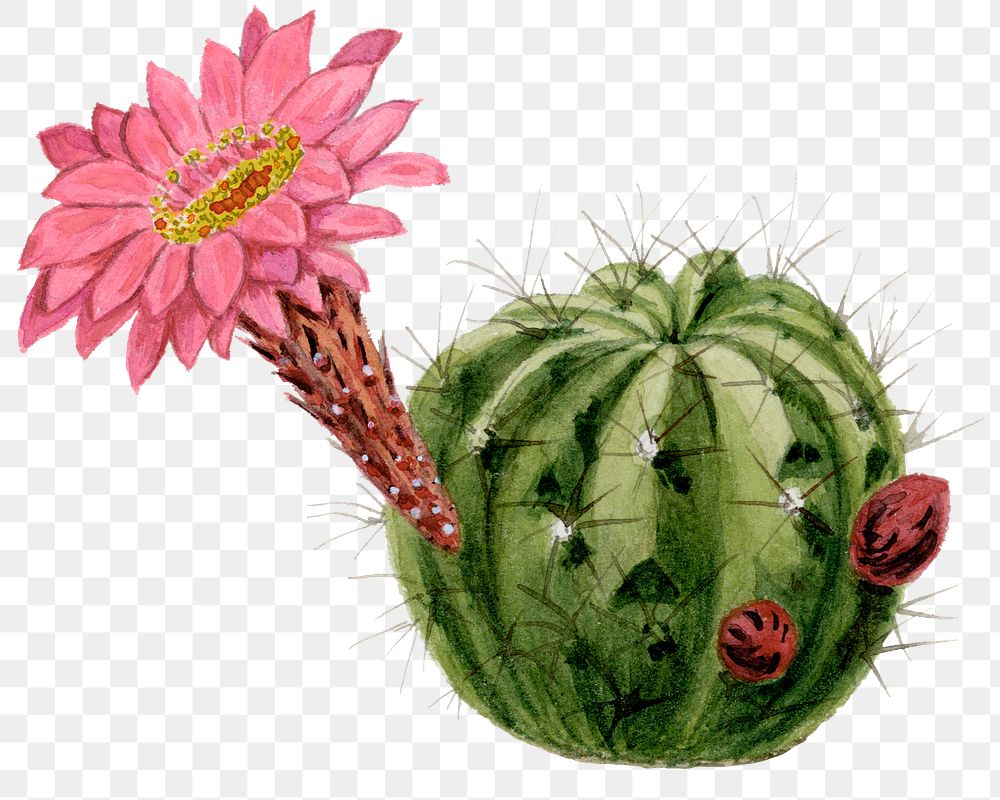Cactus png clip art, vintage botanical illustration