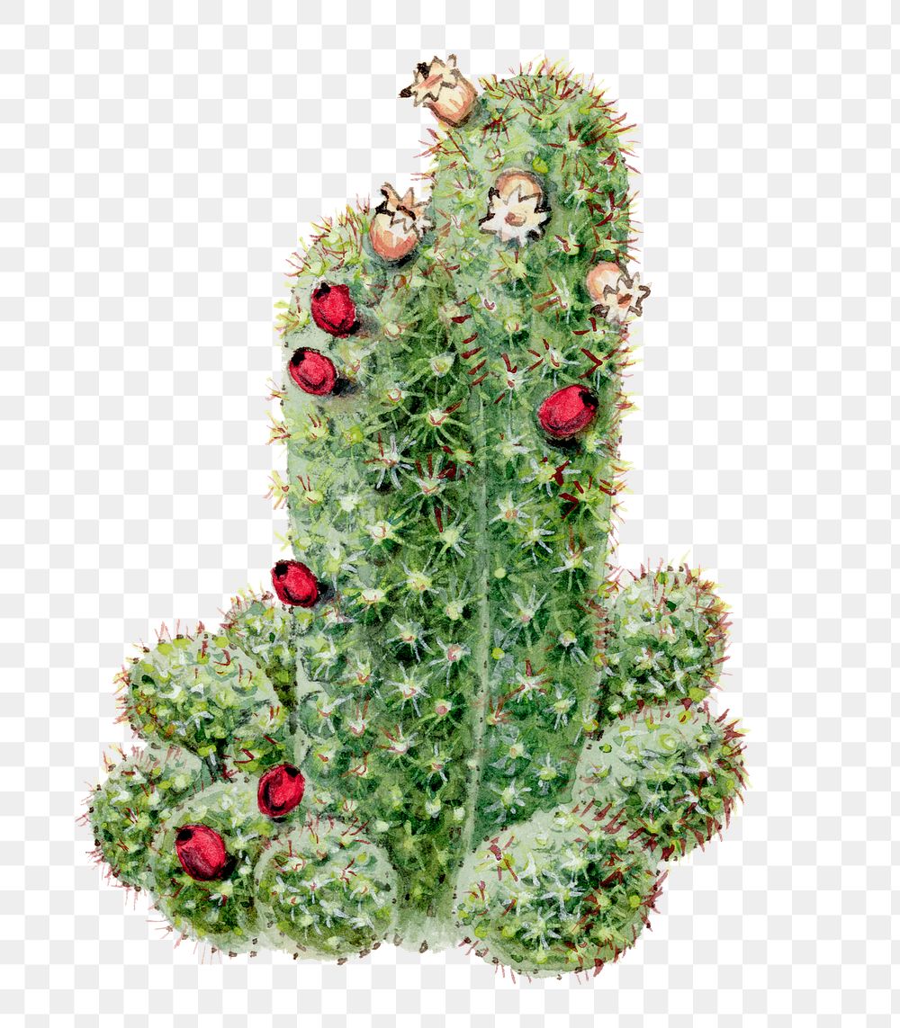 Cactus png clip art, vintage botanical design