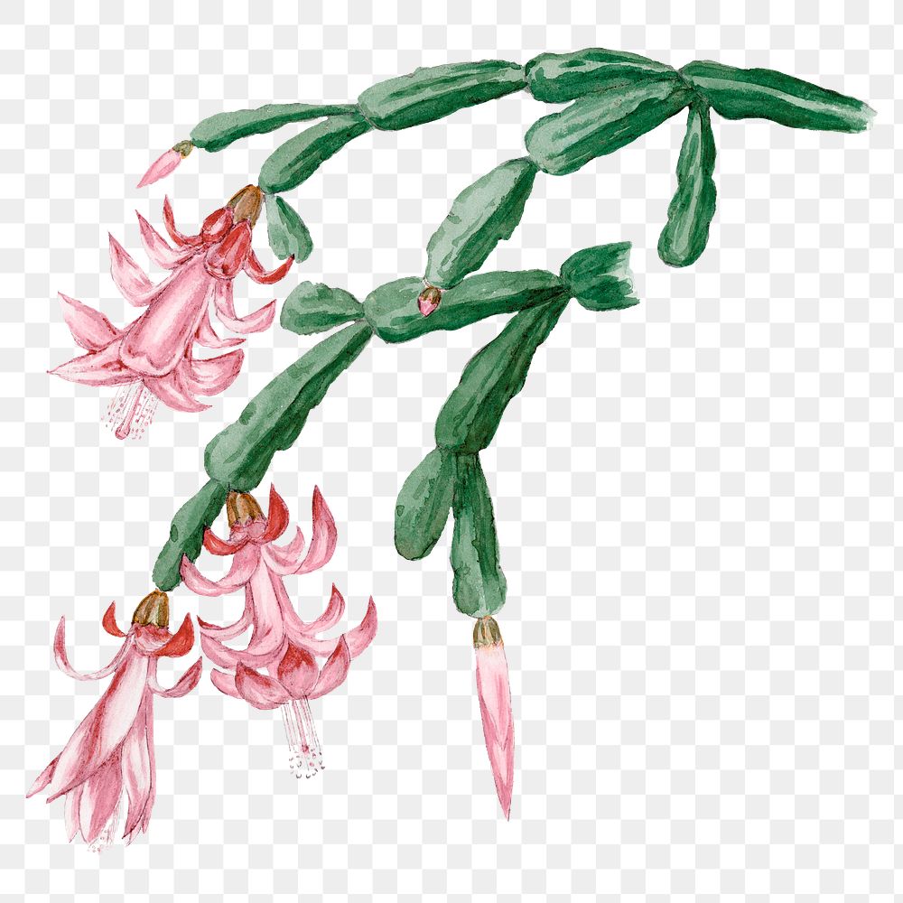 Cactus png sticker, vintage botanical illustration