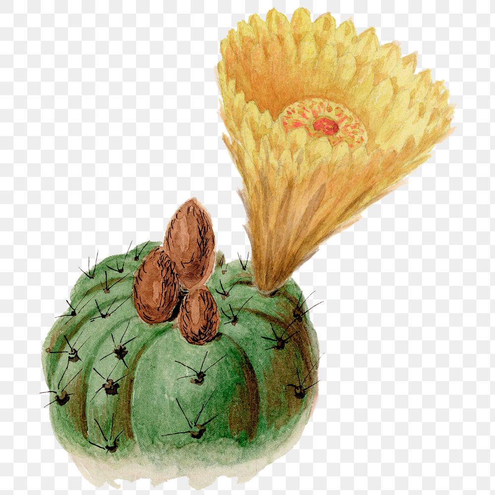 Cactus png clip art, vintage Indian head botanical illustration