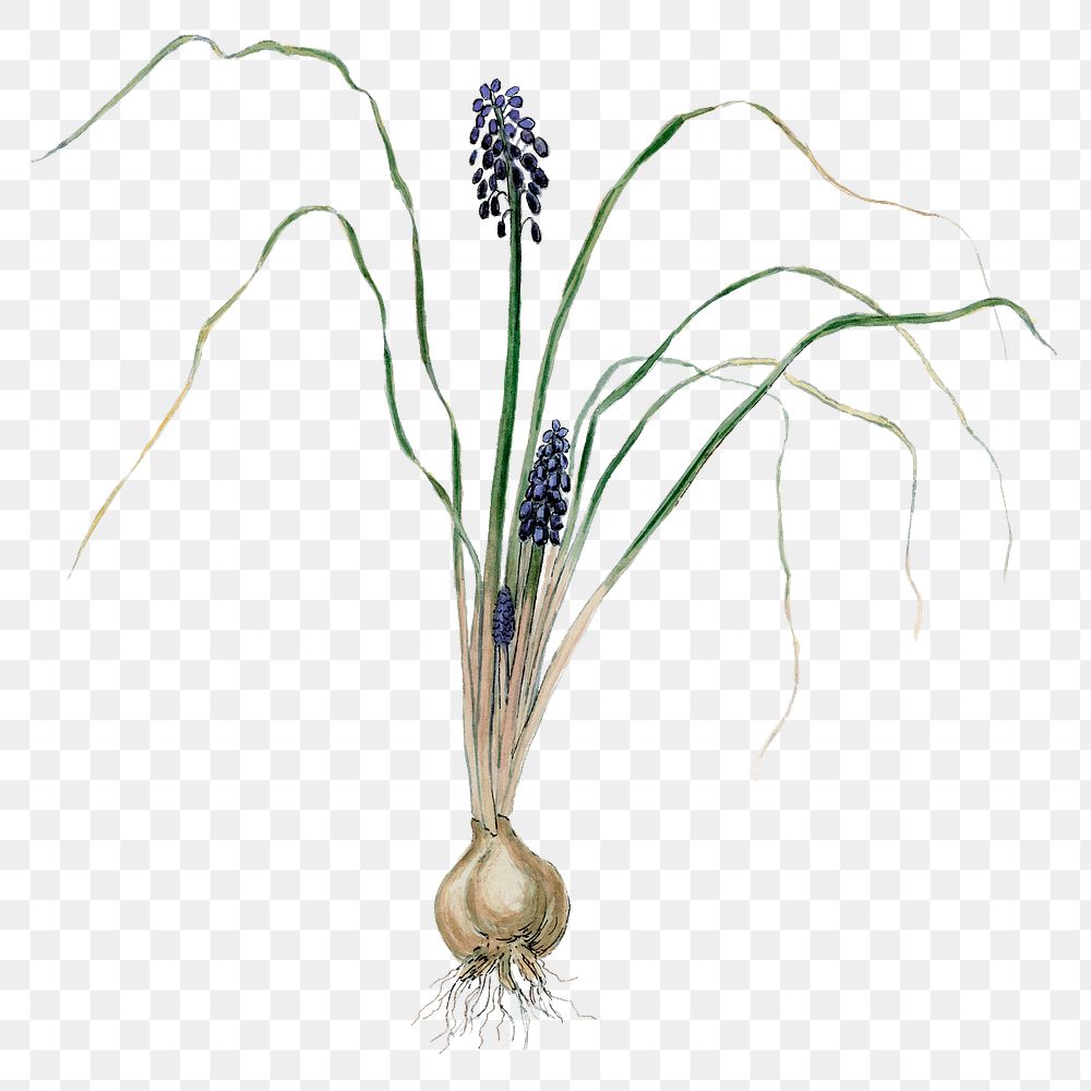 Hyacinth png sticker, vintage botanical illustration